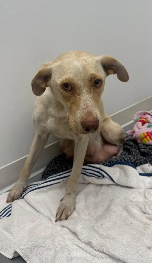A young medium-sized female Shepherd dog named Koko for adoption in Hartsville, SC