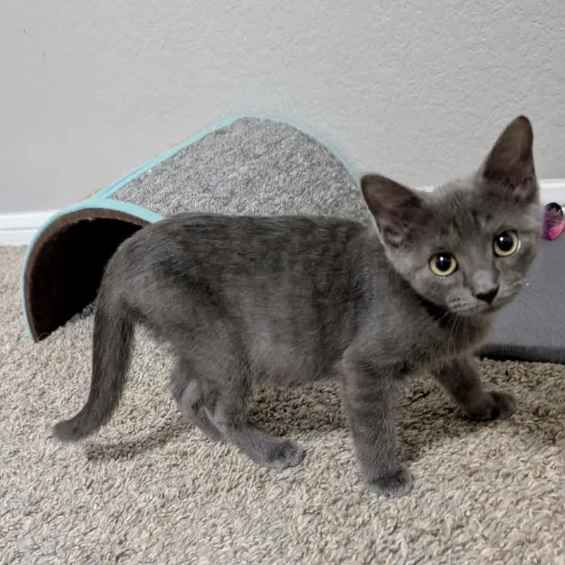 A baby medium-sized female Gray / Blue / Silver Domestic Short Hair cat named Cayenne for adoption in Austin, TX