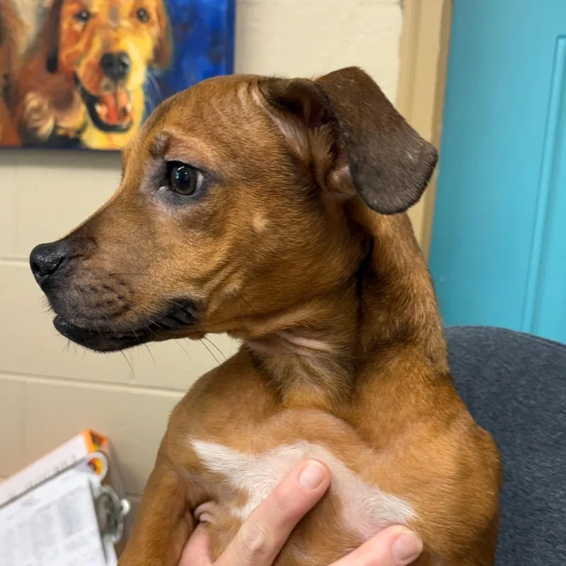 A young small-sized female Brown / Chocolate Mixed Breed dog named Harper for adoption in Newport, TN