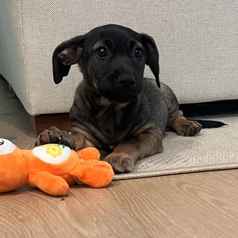 A baby medium-sized female Brown / Chocolate Mixed Breed dog named ALPHARETTA Sarah for adoption in Blairsville, GA