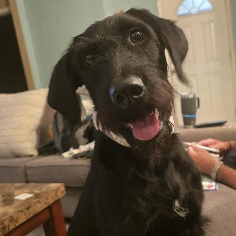 A young medium-sized female Black Schnauzer dog named Pepper for adoption in Myrtle Beach, SC