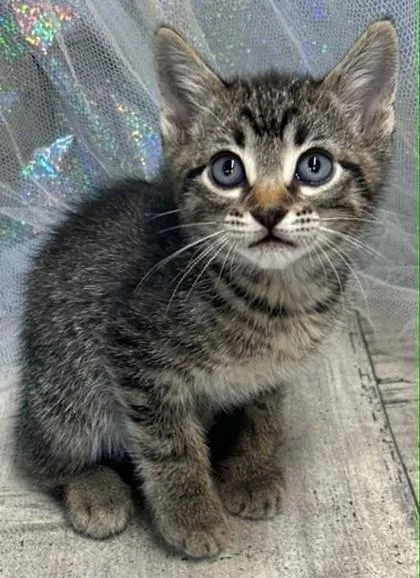 An adult small-sized male Domestic Short Hair cat named Moose Tracks for adoption in Shreveport, LA