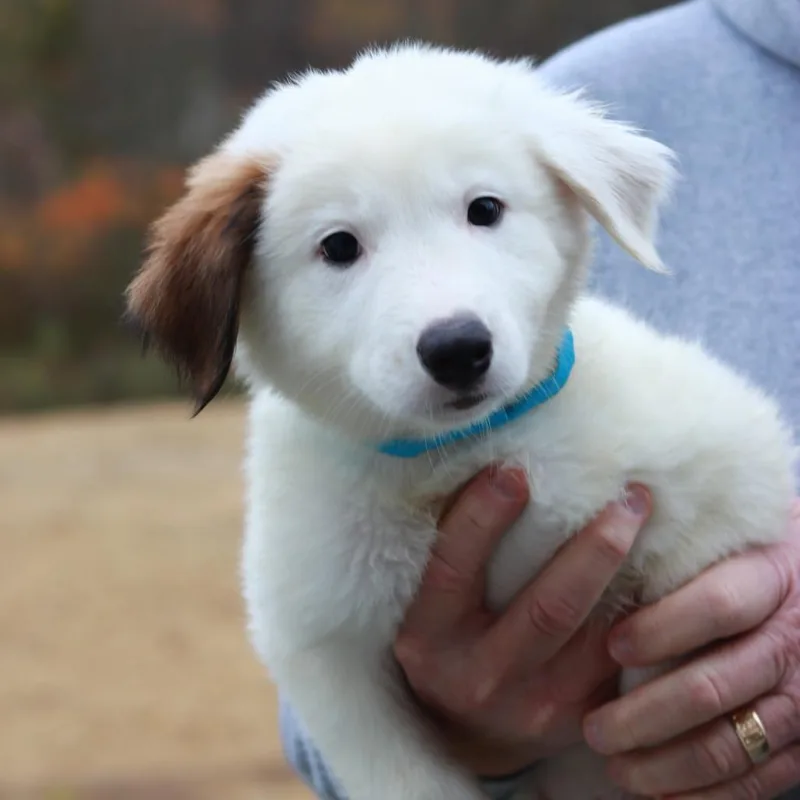 A baby small-sized male White / Cream Australian Shepherd dog named CT Moss avail Oct for adoption in Stormville, NY