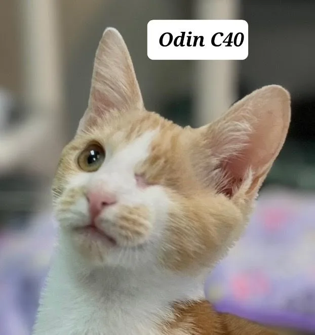 Odin