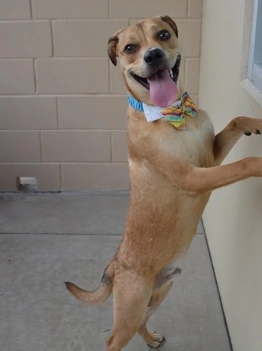 A baby large-sized male Mixed Breed dog named Banana for adoption in McKinney, TX