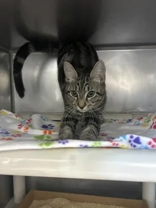 A young small-sized male Domestic Short Hair cat named Spiderman for adoption in Madison, NJ