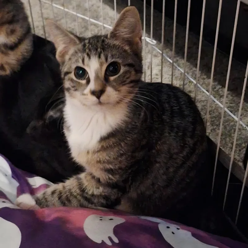 A baby small-sized female Tabby (Buff / Tan / Fawn) Domestic Short Hair cat named Half Baked for adoption in Richmond, VA