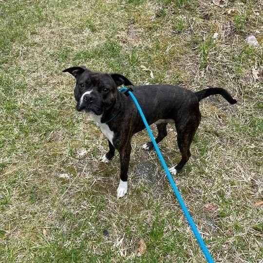 A young medium-sized male Brindle Mixed Breed dog named Saco for adoption in Enfield, NH