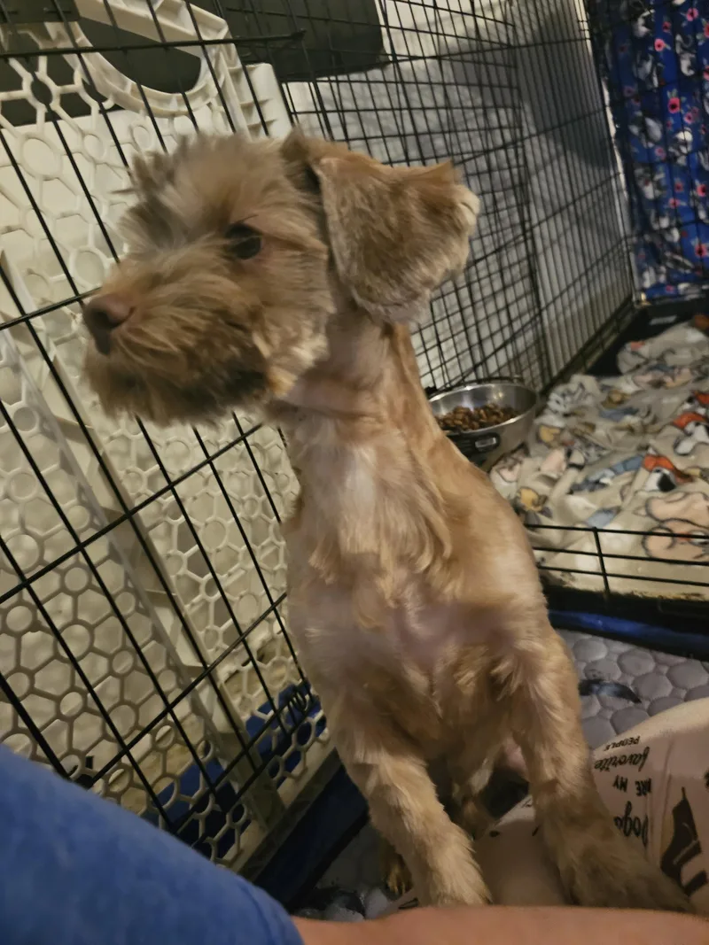 A baby small-sized male Yorkshire Terrier dog named Jax for adoption in Richmond, KY
