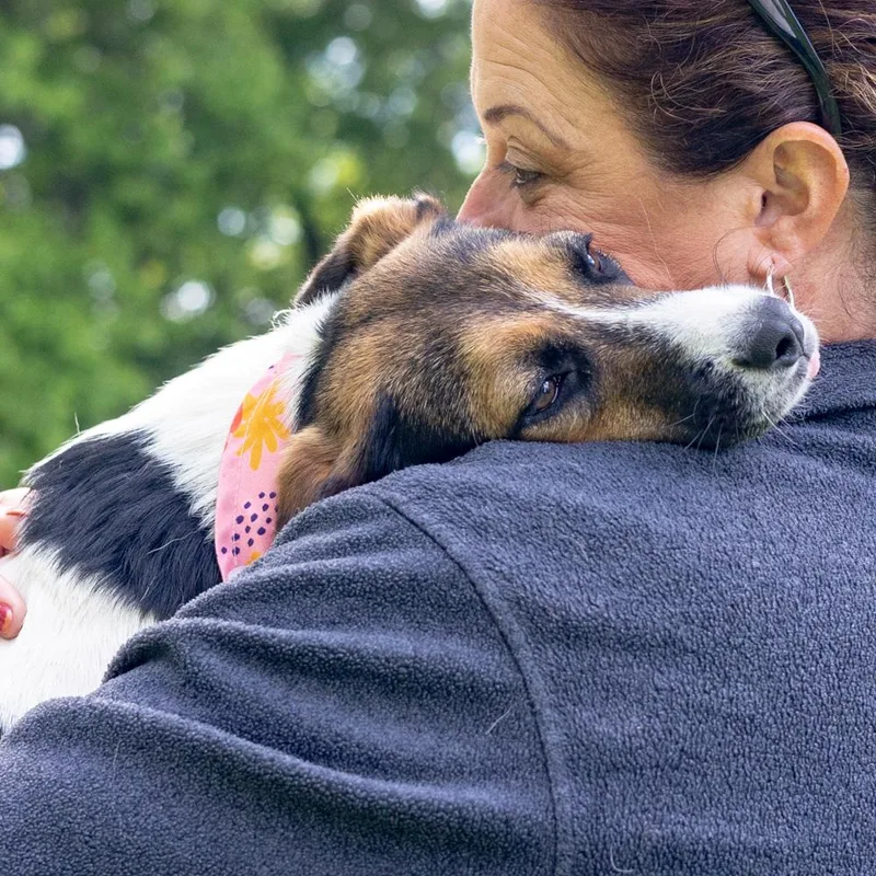 A young medium-sized female Tricolor (Brown, Black, & White) Beagle dog named Rosieavail for adoption in West Grove, PA