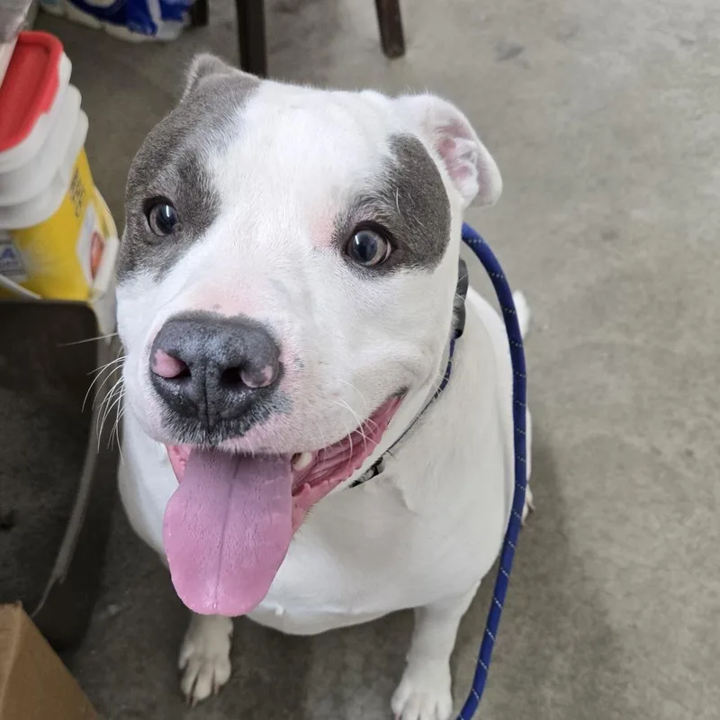 An adult large-sized male White / Cream Staffordshire Bull Terrier dog named Zeus Pcfcstray for adoption in Falmouth, KY