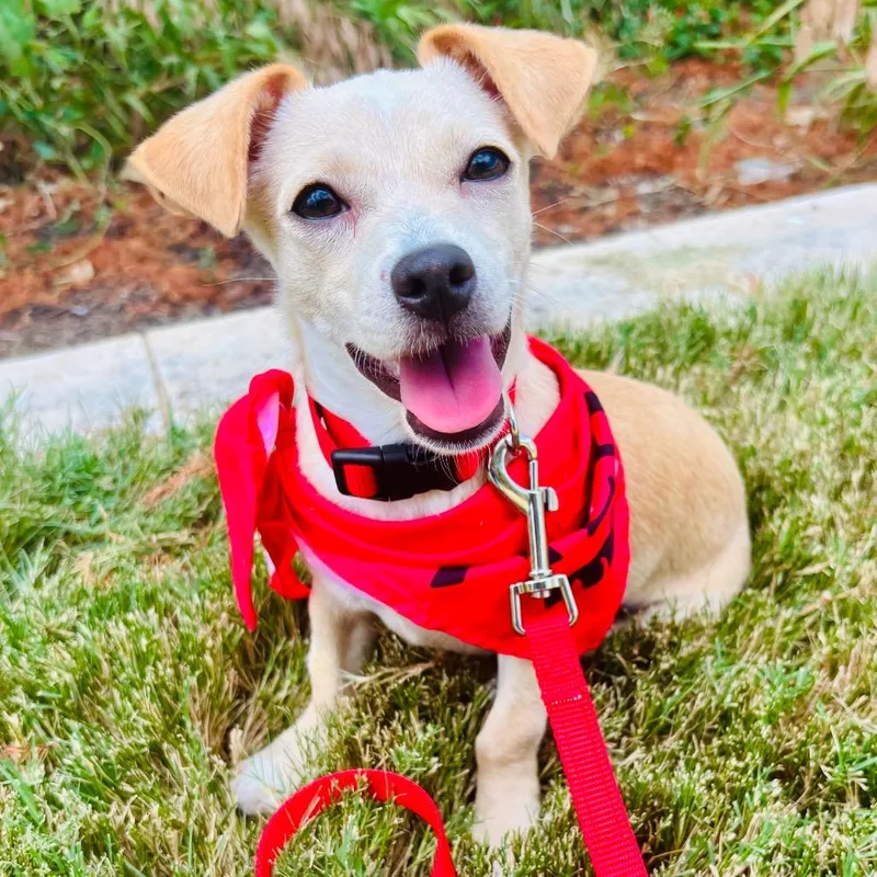 A young small-sized male Chihuahua dog named Guido for adoption in Bastrop, TX