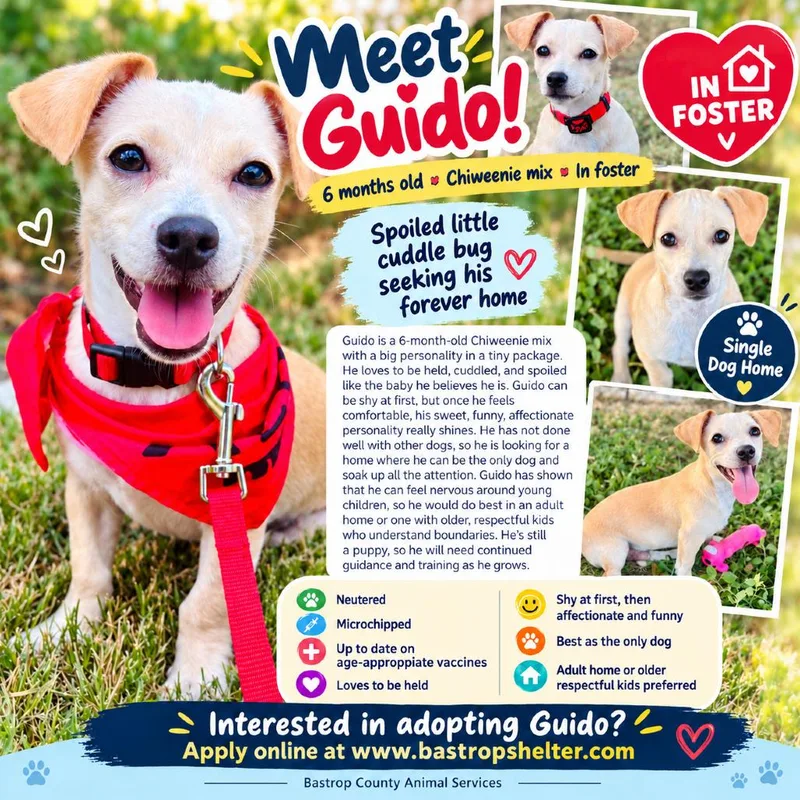 Guido thumbnail 4