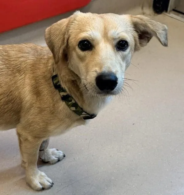 A young small-sized male Terrier dog named Simba for adoption in El Cajon, CA