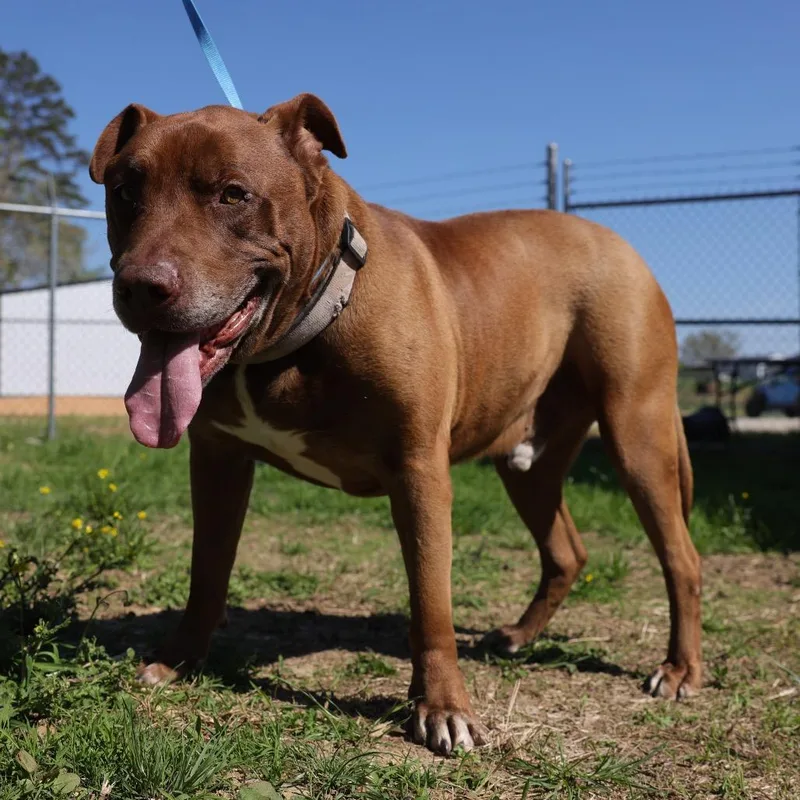 A senior large-sized male Brown / Chocolate Pit Bull Terrier dog named Mo for adoption in Hohenwald, TN