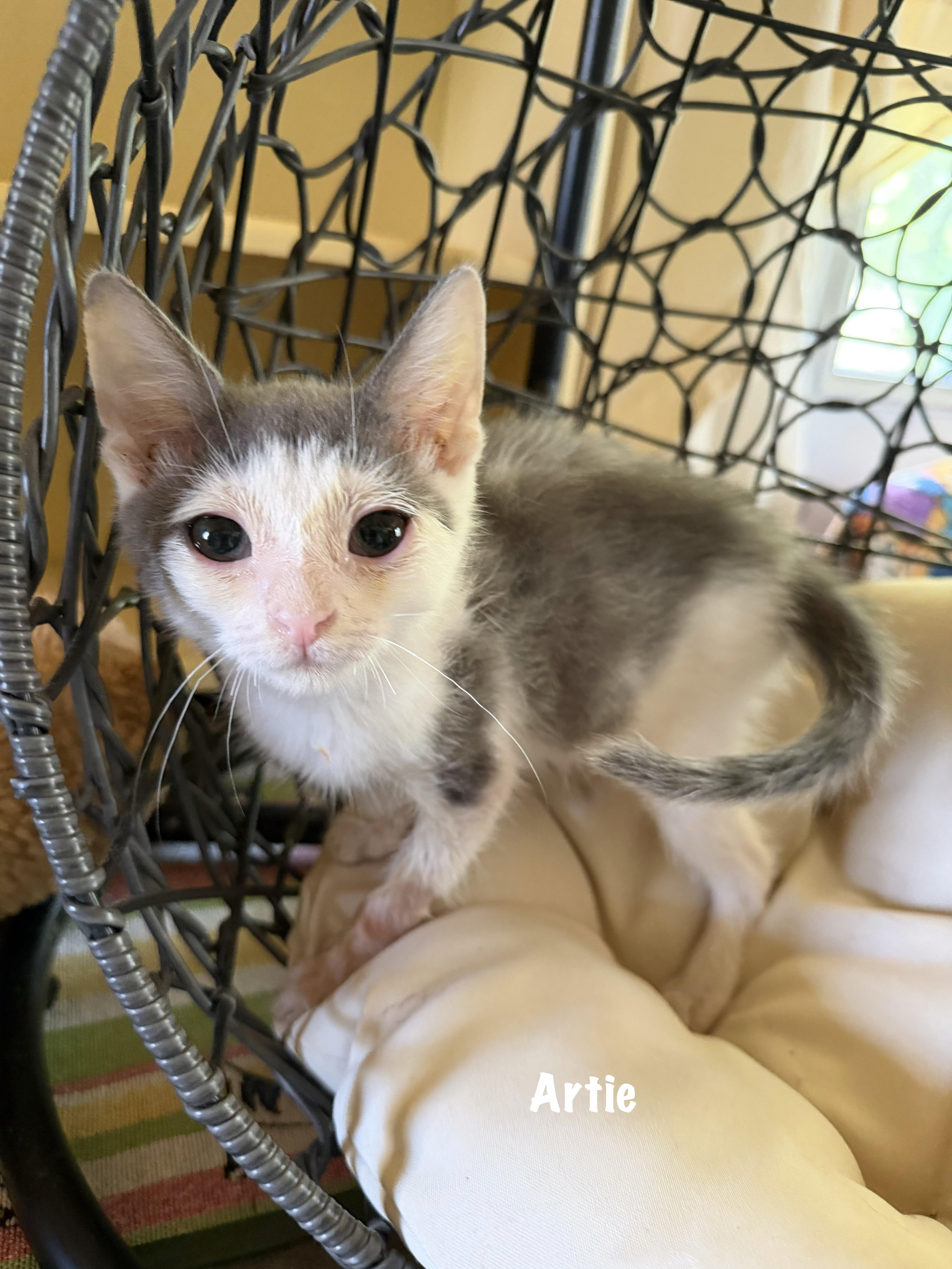 A baby medium-sized male Gray & White Domestic Short Hair cat named Artie for adoption in East Hartford , CT