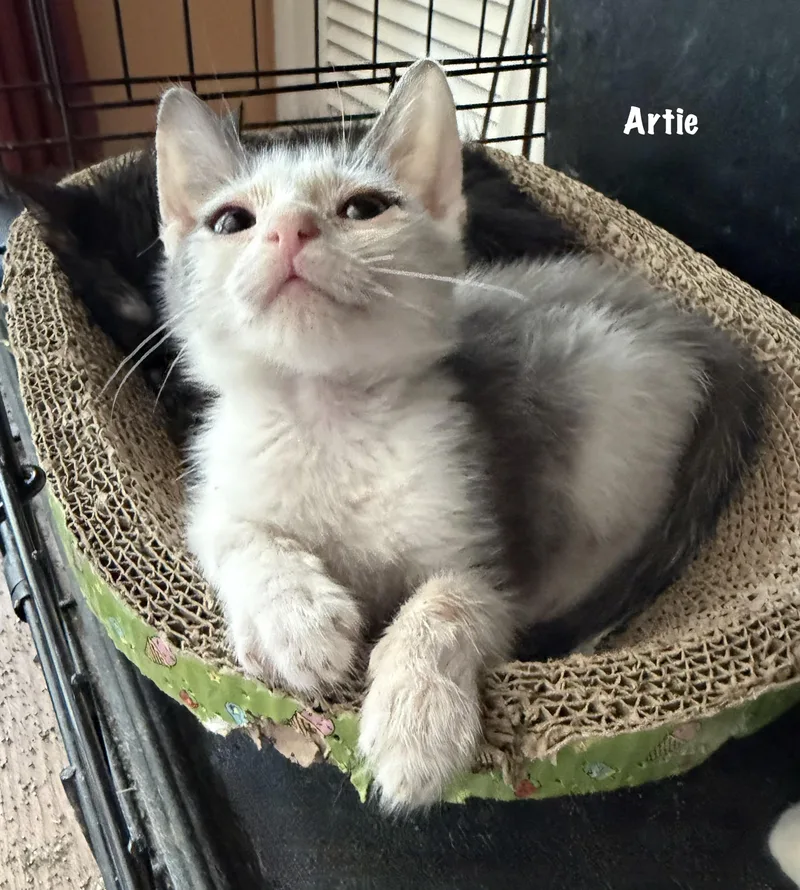 Artie thumbnail 3