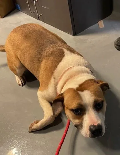 An adult medium-sized female Mixed Breed dog named Penelope for adoption in Batavia, OH