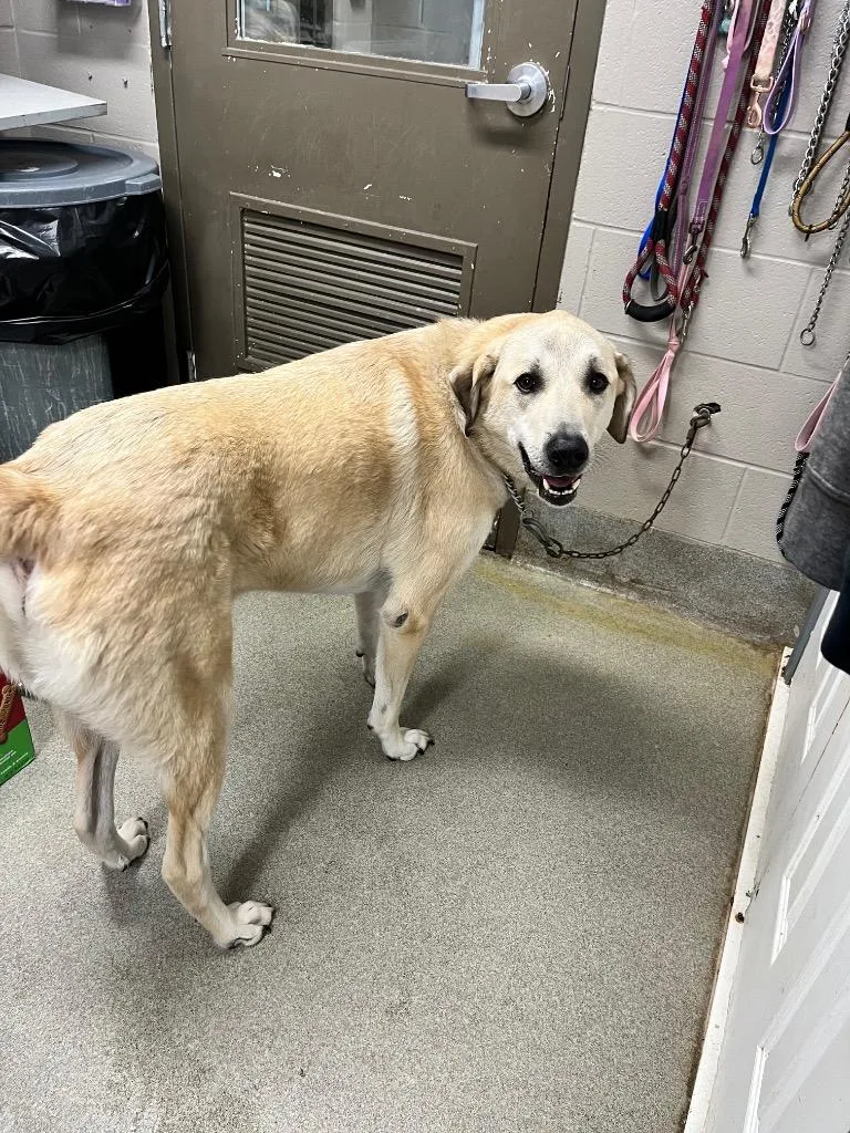 An adult extra large-sized male Labrador Retriever dog named Samuel for adoption in Hopkinsville, KY