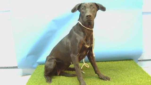 A young large-sized female Labrador Retriever dog named Cinch for adoption in Gardena, CA