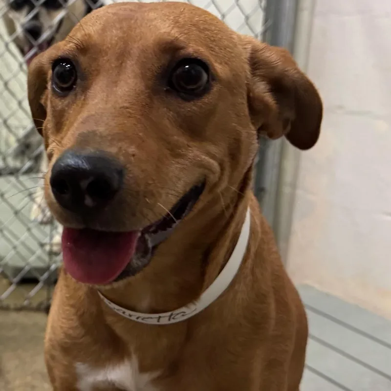 An adult medium-sized female Yellow / Tan / Blond / Fawn Pit Bull Terrier dog named Barretta for adoption in Birmingham, AL