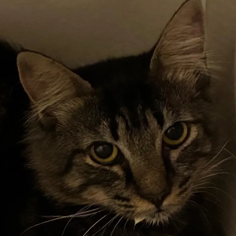 An adult medium-sized male Black Domestic Short Hair cat named Fox for adoption in Yuma, AZ