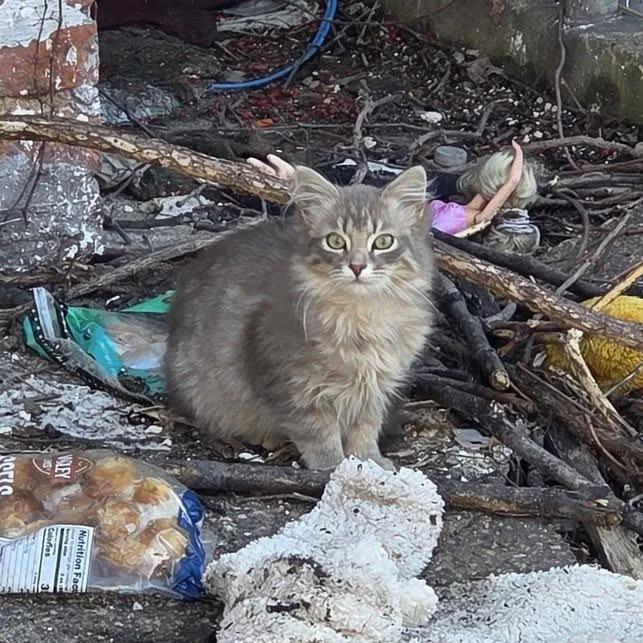 Floofington thumbnail 2