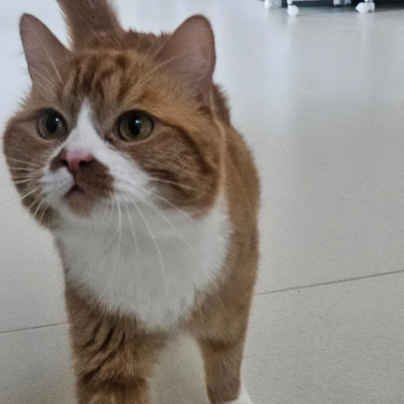 A young large-sized male Orange / Red Domestic Short Hair cat named Pablo for adoption in Warwick, RI