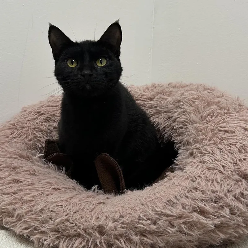 A young medium-sized female Domestic Short Hair cat named Jinxie for adoption in Bismarck, ND