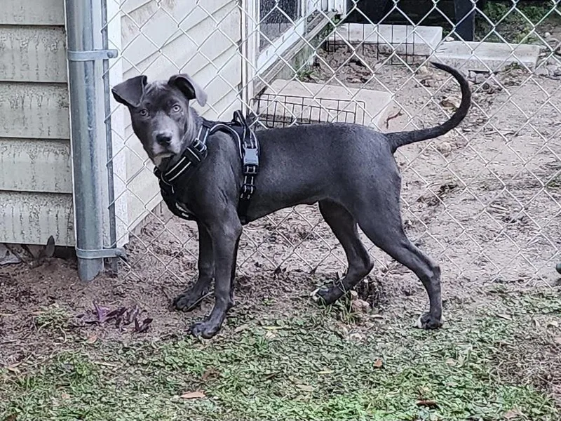A young medium-sized female Gray / Blue / Silver Mixed Breed dog named Angel for adoption in Ocala, FL