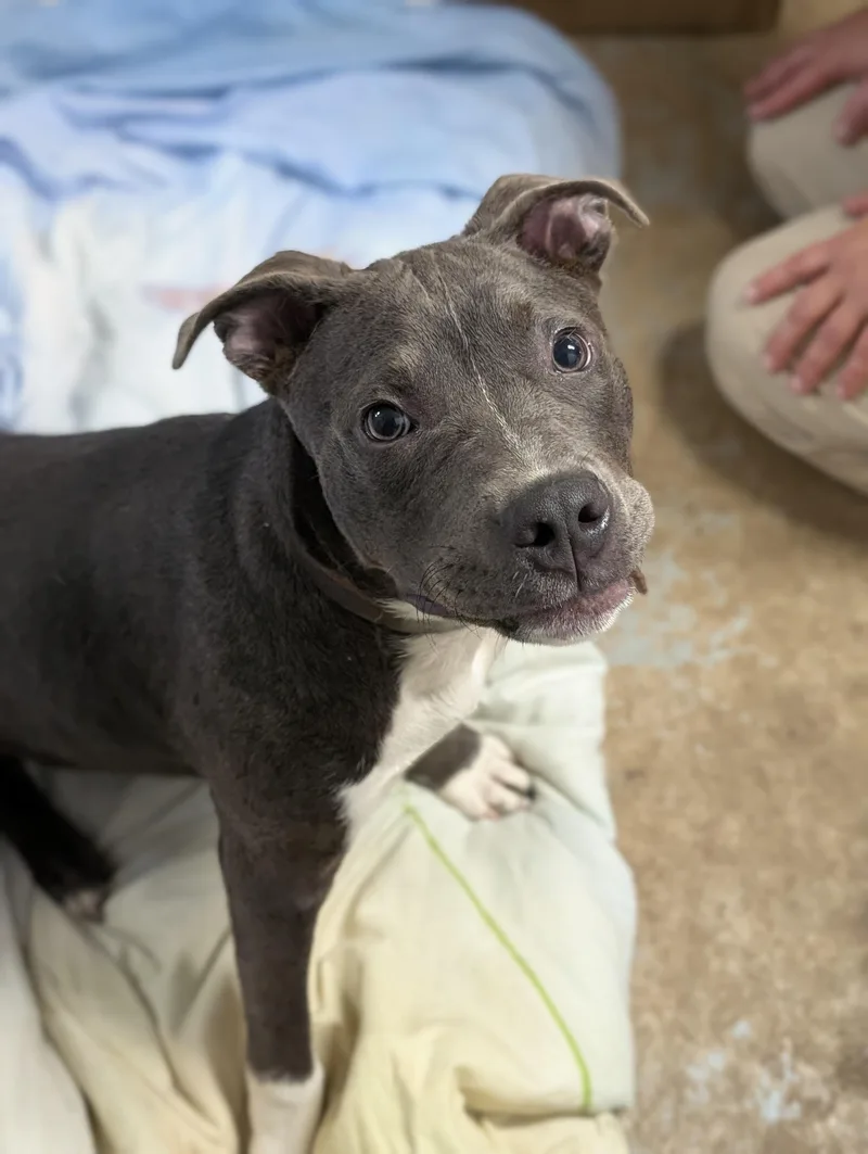 A baby medium-sized male Gray / Blue / Silver American Staffordshire Terrier dog named Ghost for adoption in Tilton, IL