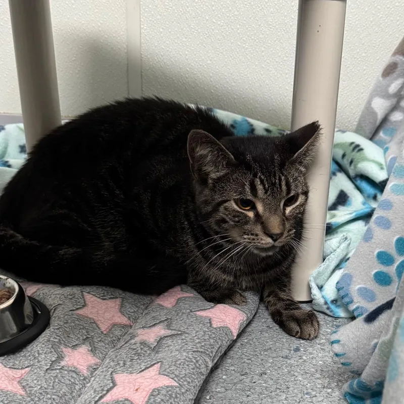 A young small-sized male Domestic Short Hair cat named Max for adoption in Carrollton, OH