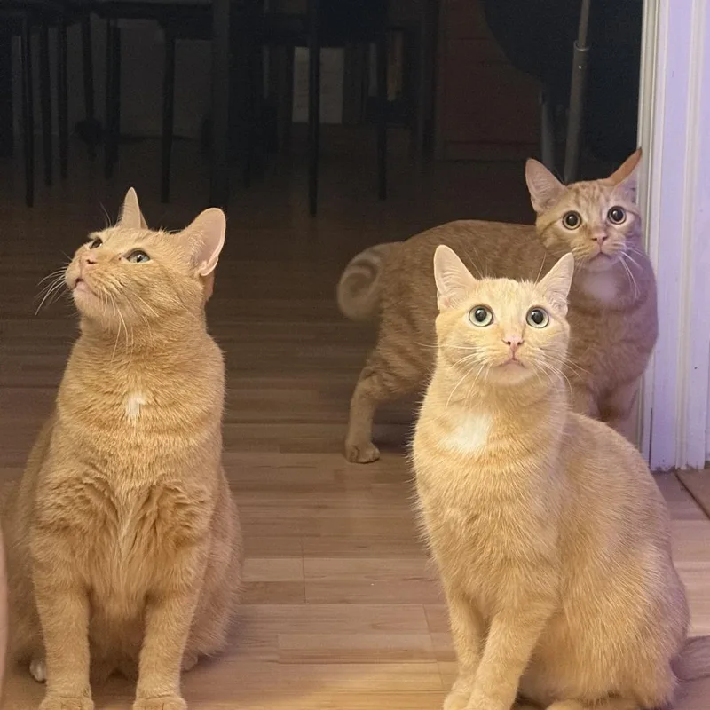 An adult small-sized female Orange / Red Domestic Short Hair cat named Lilith  Home To for adoption in South Elgin, IL