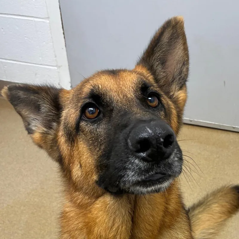 An adult large-sized female Black German Shepherd Dog dog named Nebula for adoption in Corpus Christi, TX