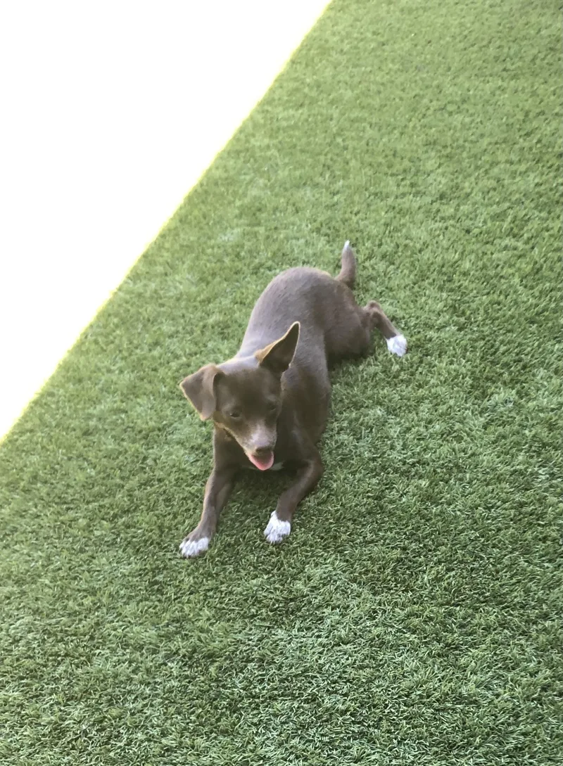 Chocolate Martini thumbnail 2