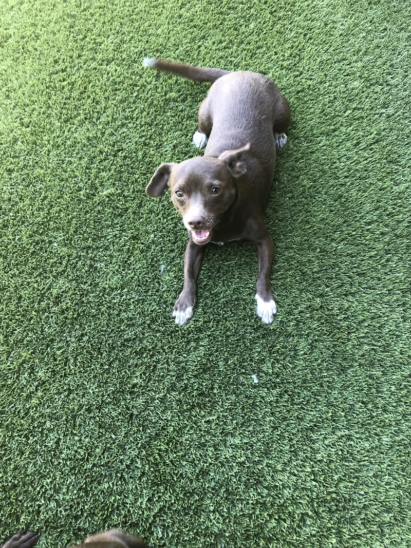 Chocolate Martini thumbnail 3