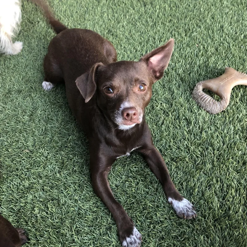 Chocolate Martini thumbnail 4