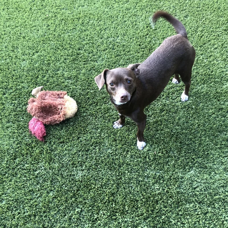 Chocolate Martini thumbnail 5