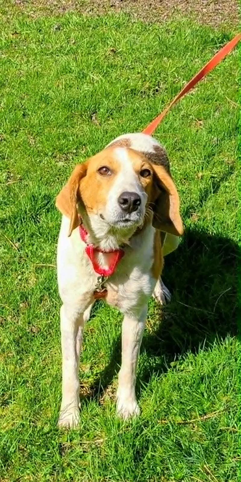 A young medium-sized female Tricolor (Brown, Black, & White) Foxhound dog named Pam for adoption in Plainfield, IL