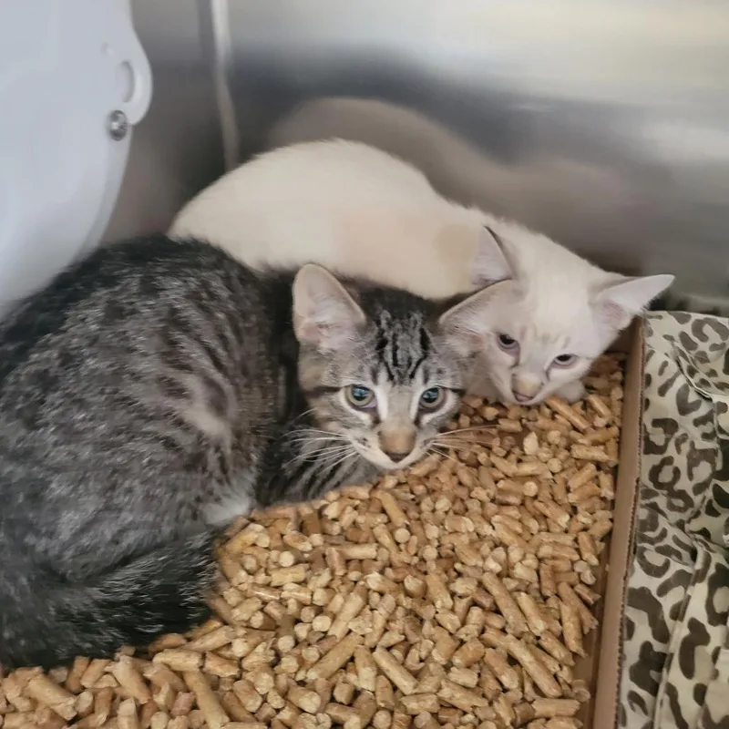 A baby small-sized female Lilac Point Siamese cat named WAGSStray_ for adoption in Westminster, CA