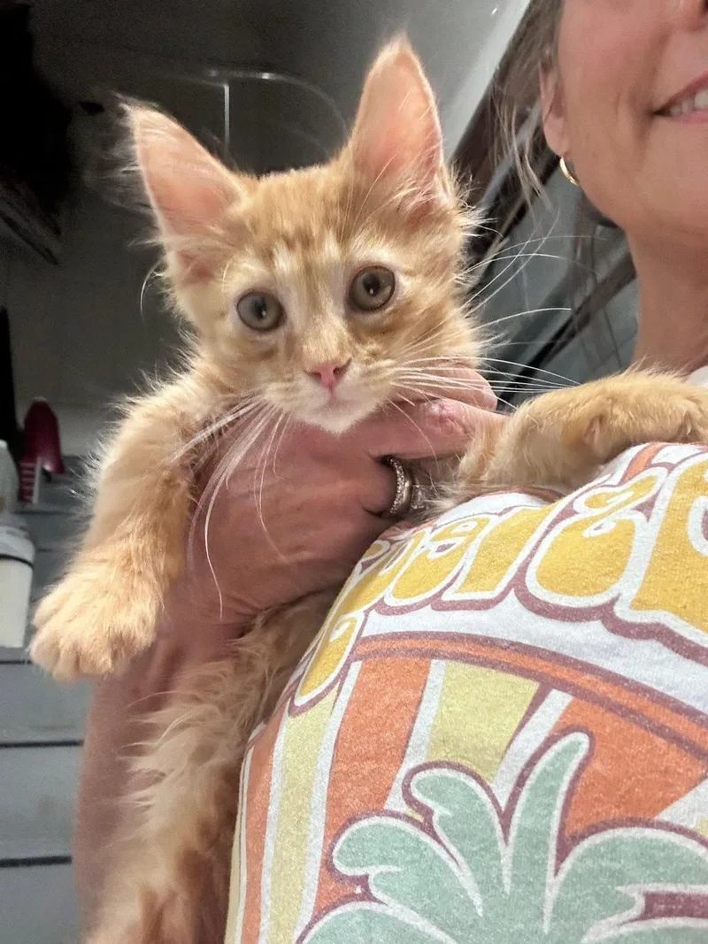 A baby large-sized male Orange / Red Domestic Long Hair cat named Dusty for adoption in Saginaw, MI