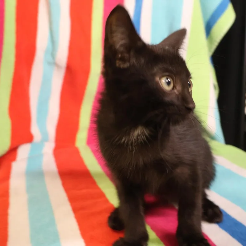 A baby small-sized female Black Domestic Short Hair cat named Magpie for adoption in Saint Charles, MO