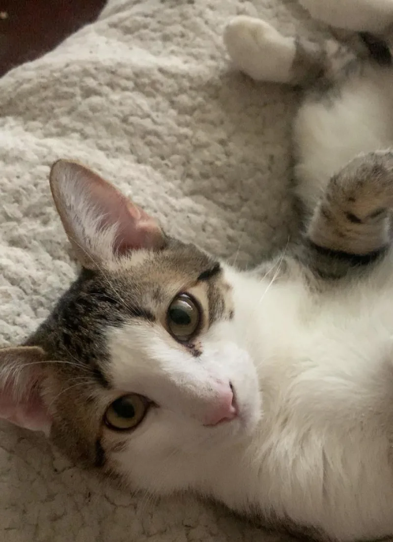 A young medium-sized male Domestic Short Hair cat named Kiwi for adoption in Wasilla, AK