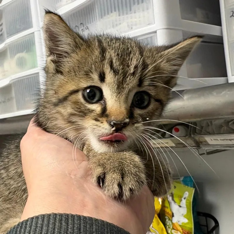 A baby small-sized male Brown / Chocolate Domestic Short Hair cat named EBHSStray for adoption in Brookfield, WI