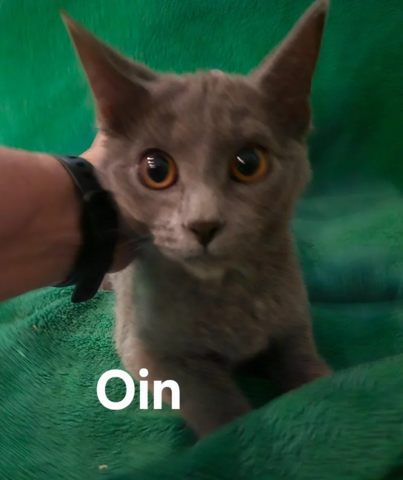 A baby medium-sized male Domestic Short Hair cat named Oin for adoption in Zimmerman, MN