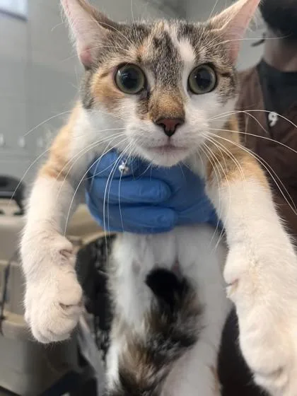 An adult medium-sized female Domestic Short Hair cat named Hope for adoption in West Chester, PA