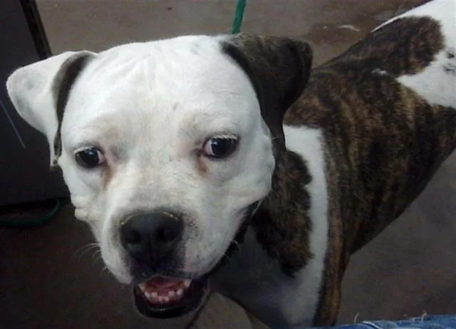 A young medium-sized female Mixed Breed dog named Pookie for adoption in Dallas, TX