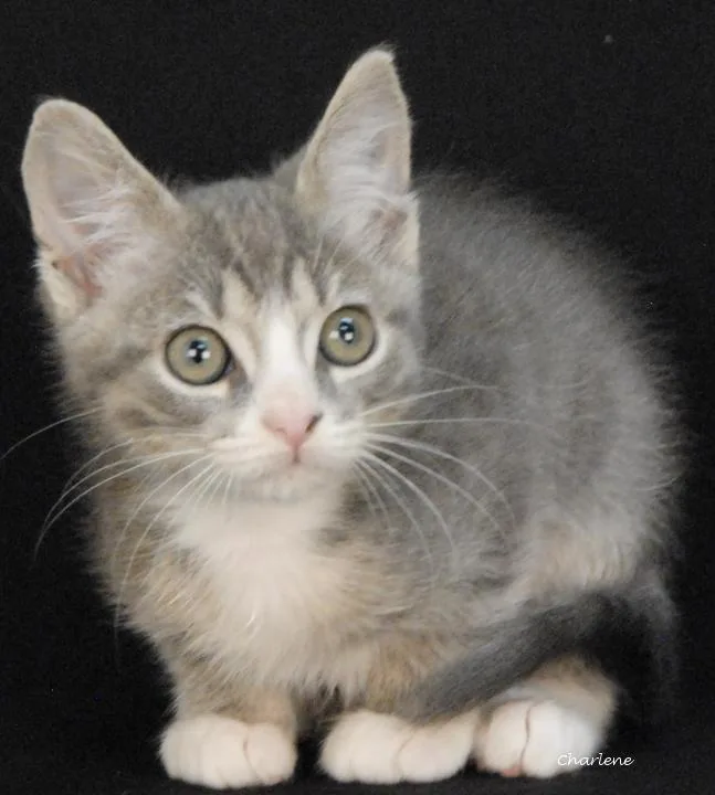 A baby medium-sized male White Domestic Short Hair cat named Roman Candle for adoption in Newland, NC