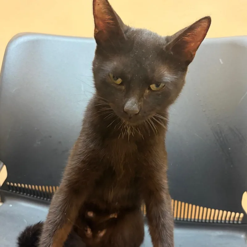 A young medium-sized female Black Domestic Short Hair cat named Salem for adoption in Midland, TX