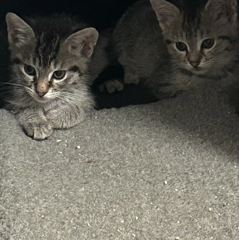 A baby medium-sized male Tabby (Buff / Tan / Fawn) Domestic Short Hair cat named Wally for adoption in Santa Ana, CA